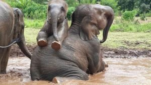 elefantes Chiang mai Chiang rai Tailandia