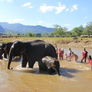 elefantes Tailandia respeto