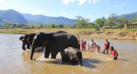 elefantes Tailandia respeto