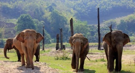 elefantes Tailandia respeto